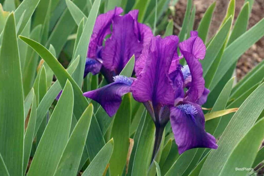 Growing Dwarf Bearded Iris