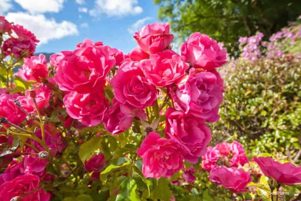 Charming Roses
