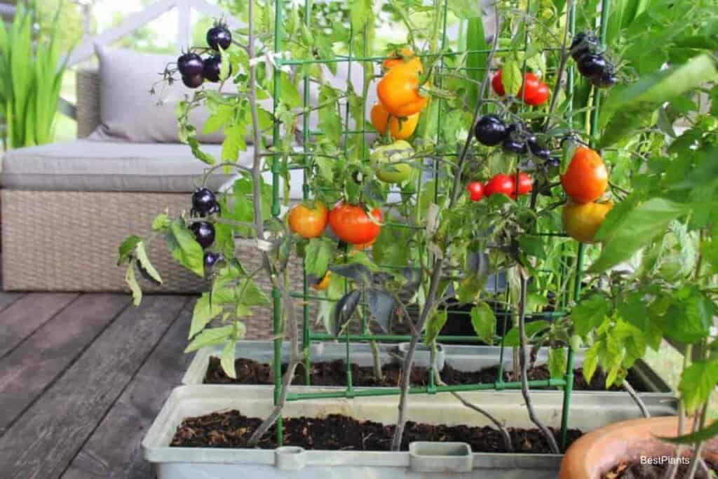 Growing Vegetables In Garden