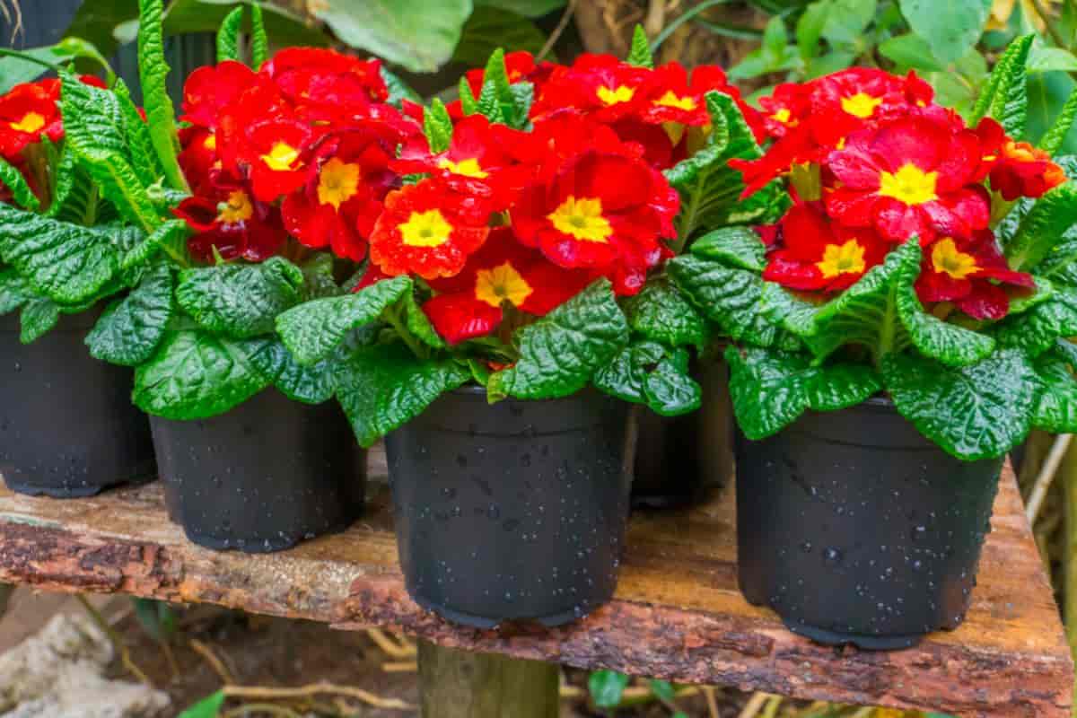 Growing Primulas All Winter