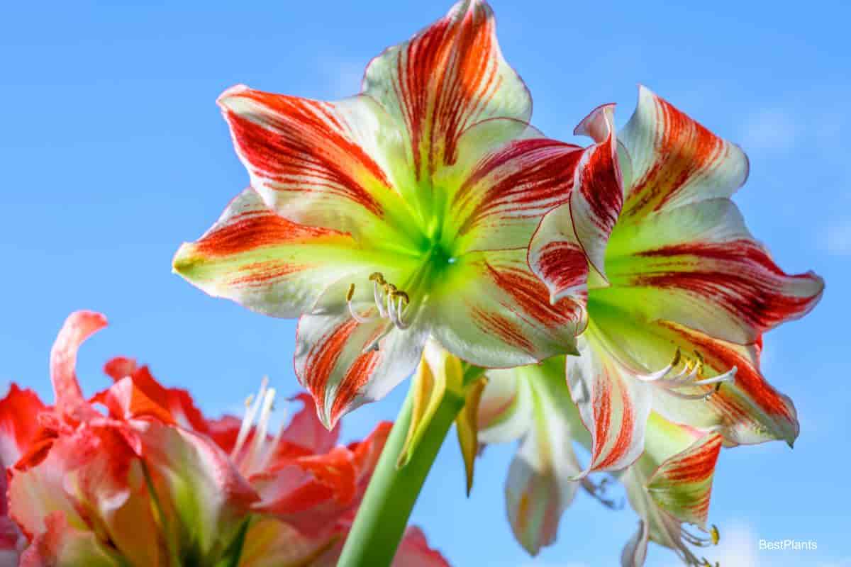 Charming Amaryllis
