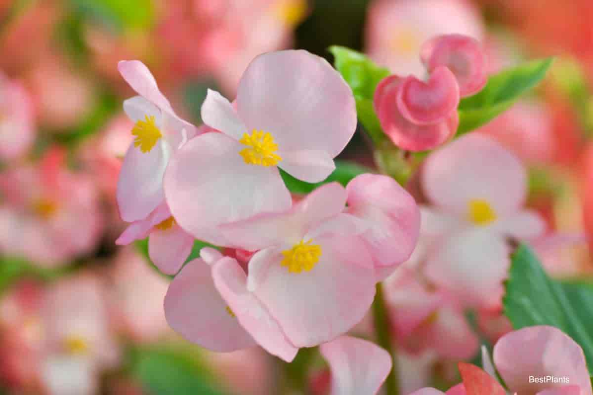 Lovely Thimble Begonias