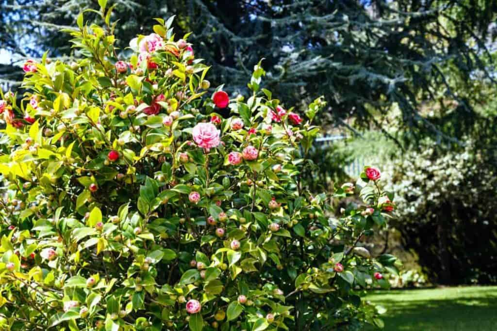 living with 150 camellias