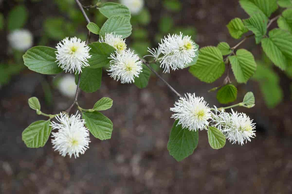 Alabama Fothergilla