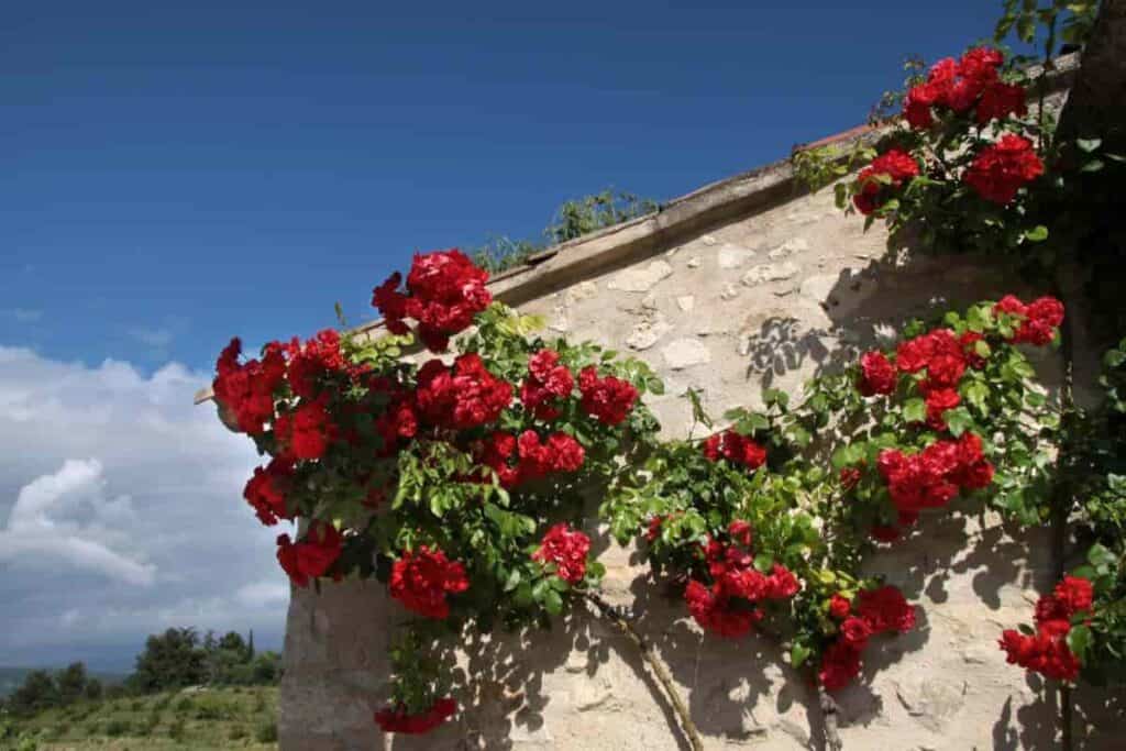find space for more climbing roses