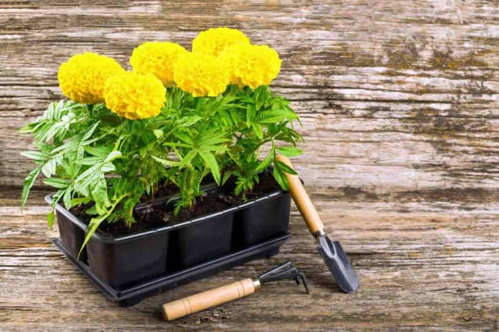 Raising Flowers