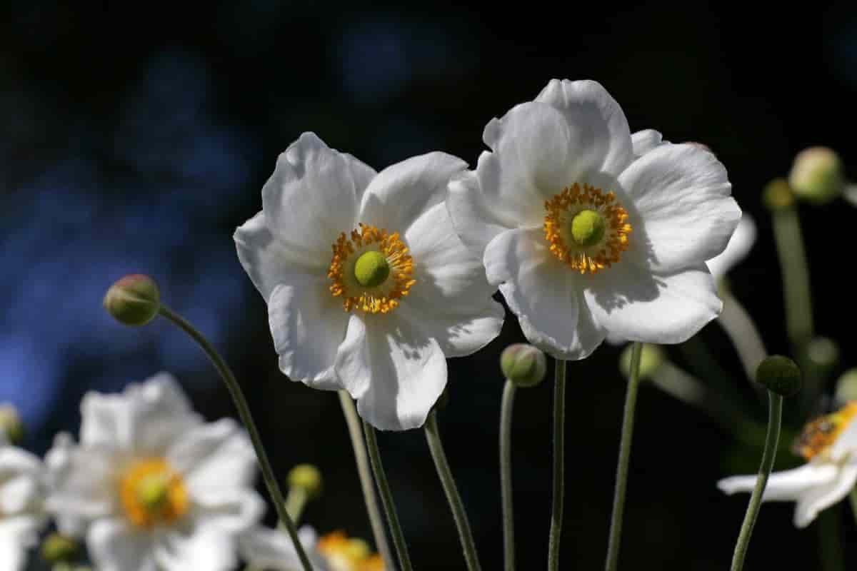 autumn charm japanese anemones