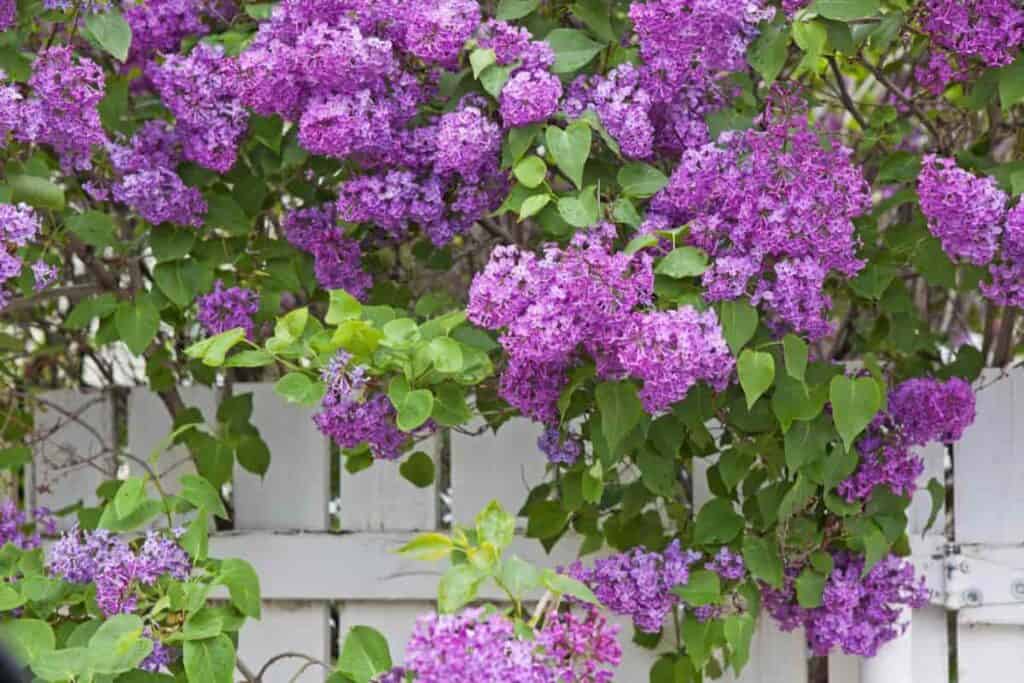 Lilac Legends