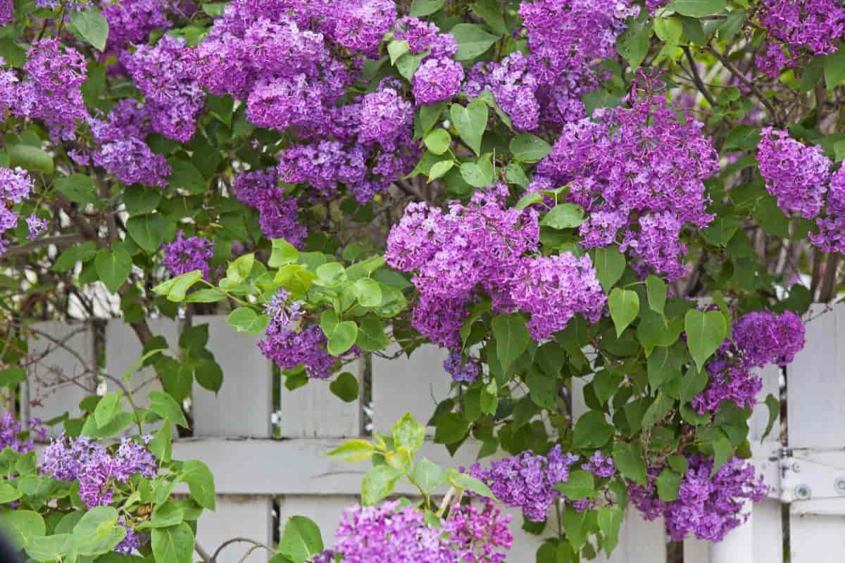 Lilac Legends