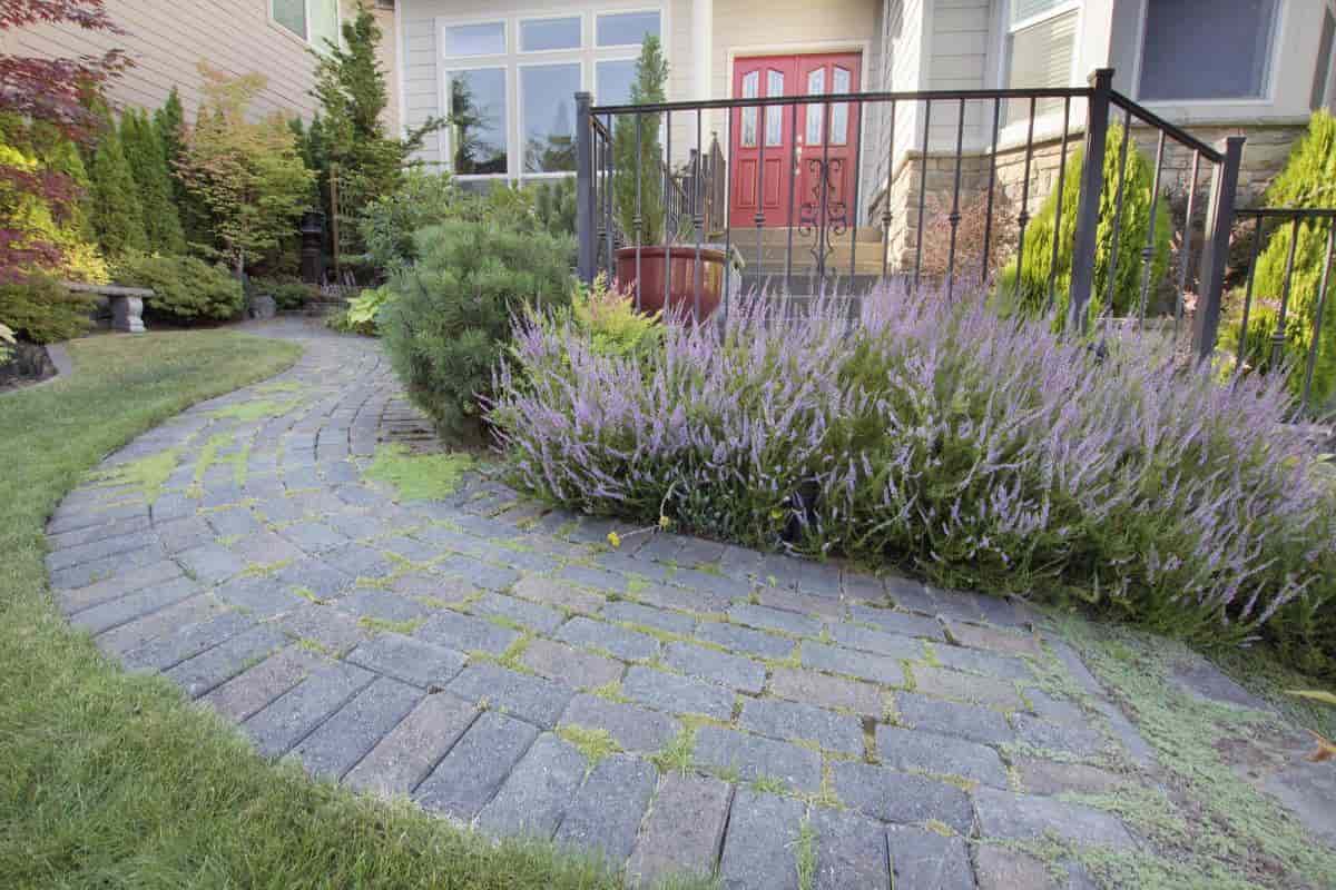 Low-growing Shrubs