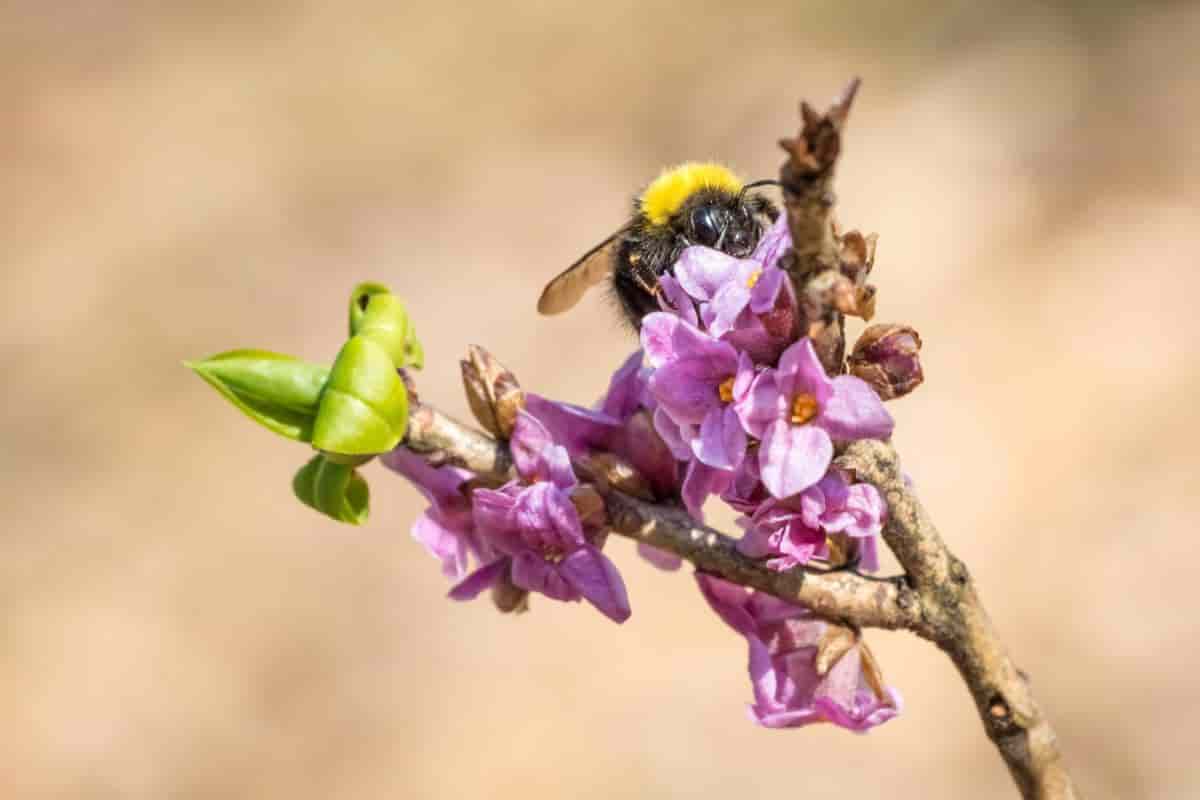 Lilac Daphne