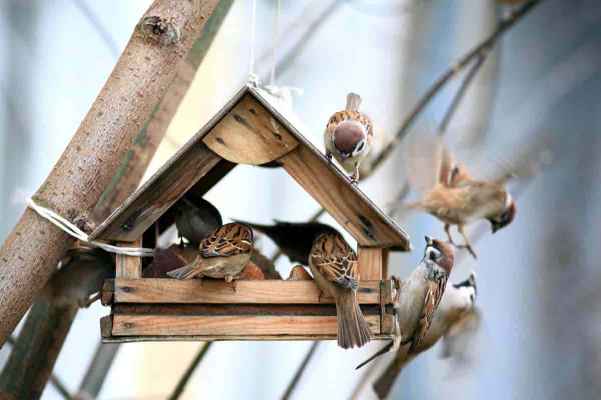 Winter Birds