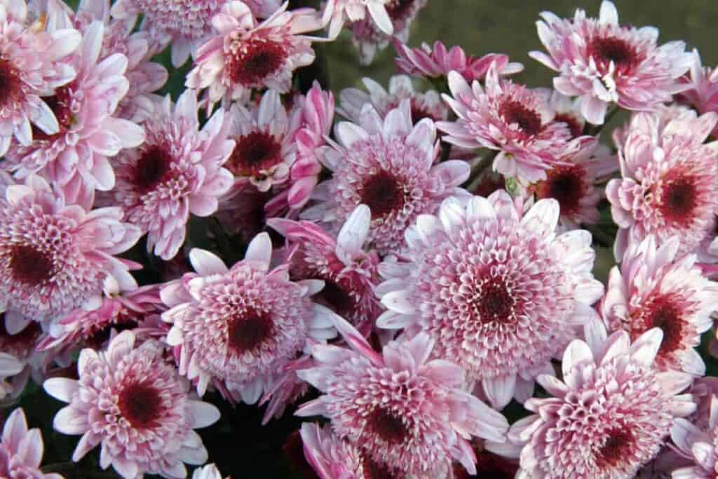 Frost Mums
