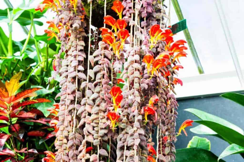 Trailing Epiphyte