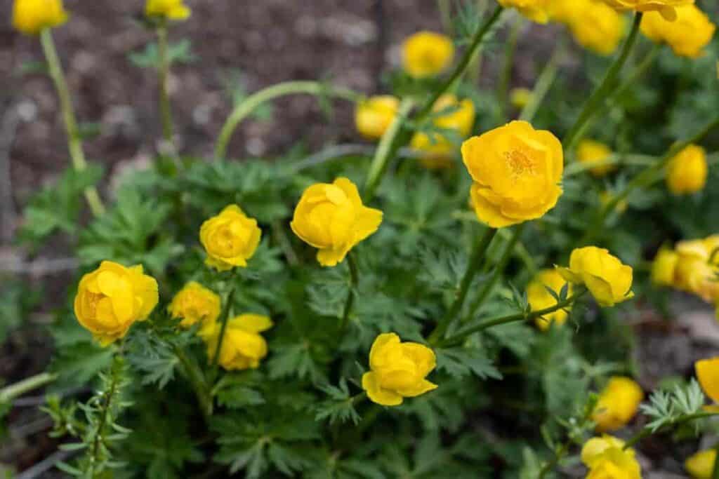 globe flowers