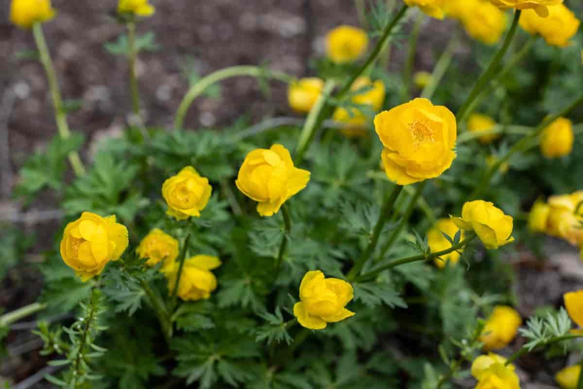 globe flowers