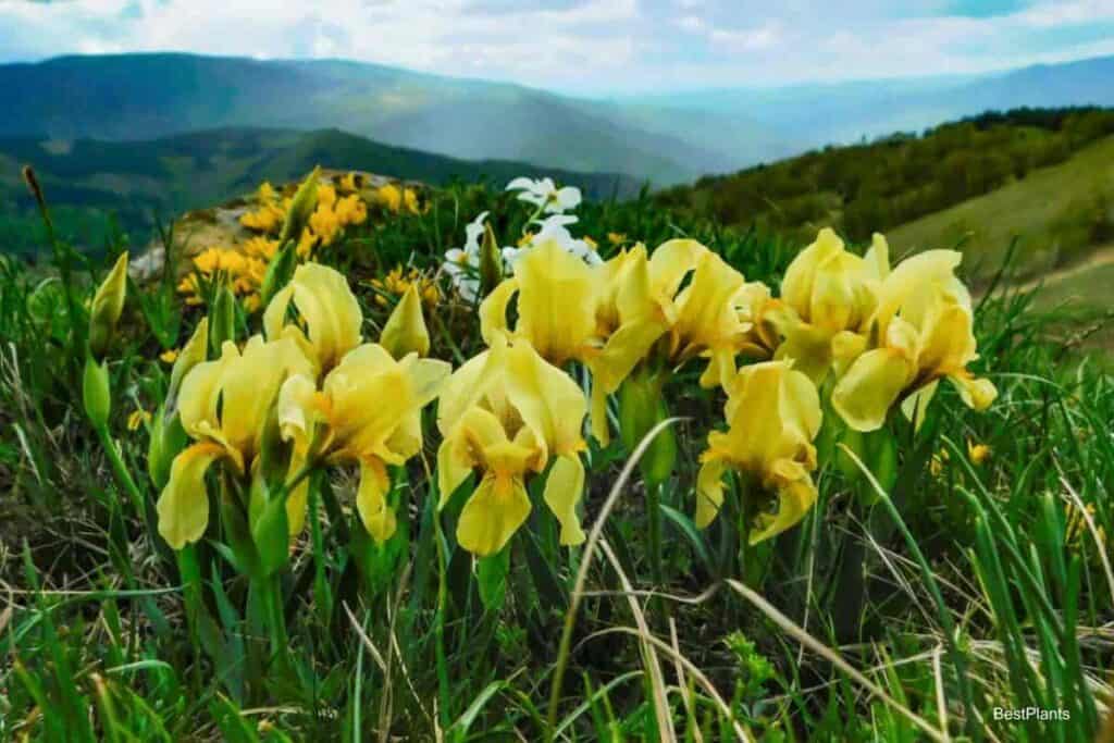 idaho iris