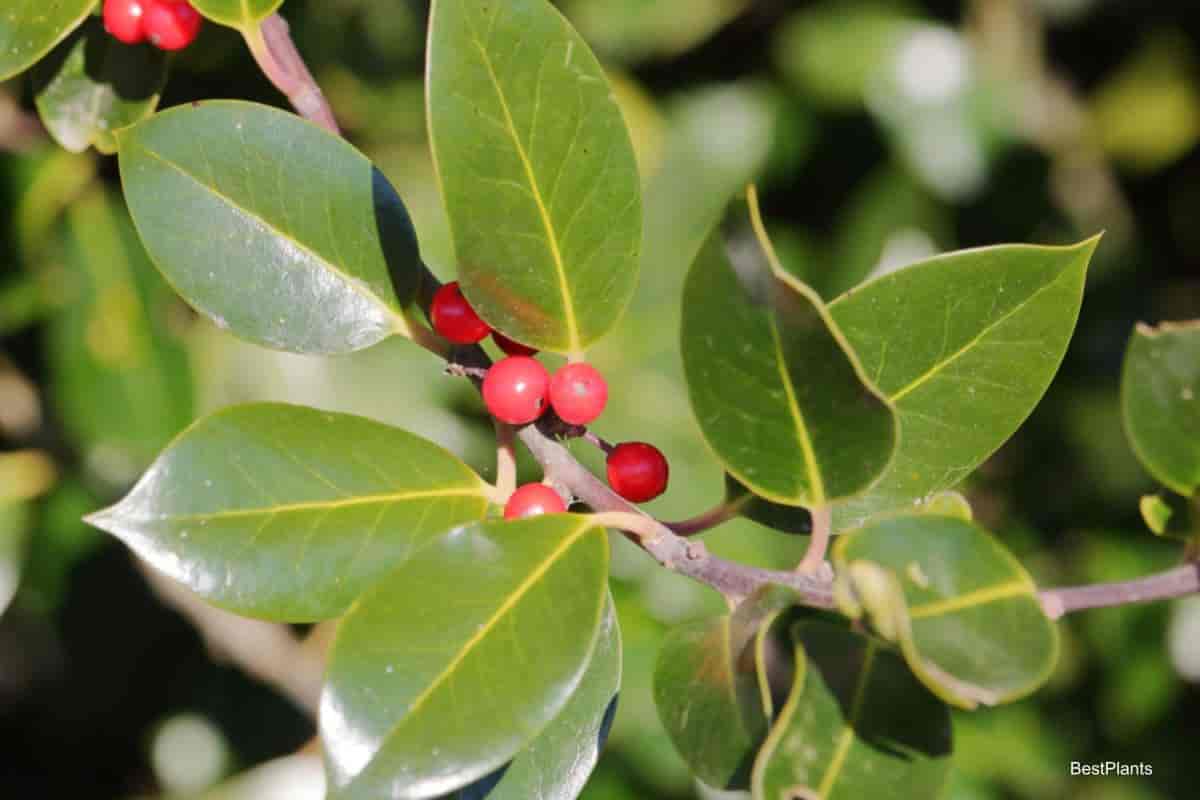 Burford holly