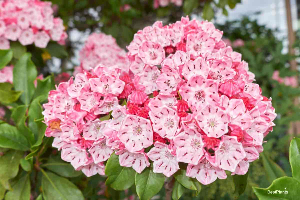 Mountain Laurel In Full Bloom
