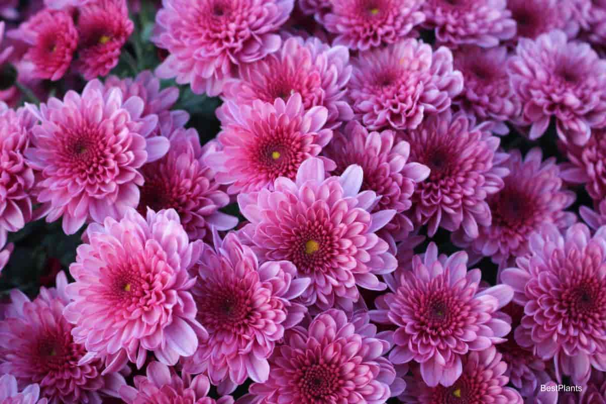 Blooming Chrysanthemums in Shade