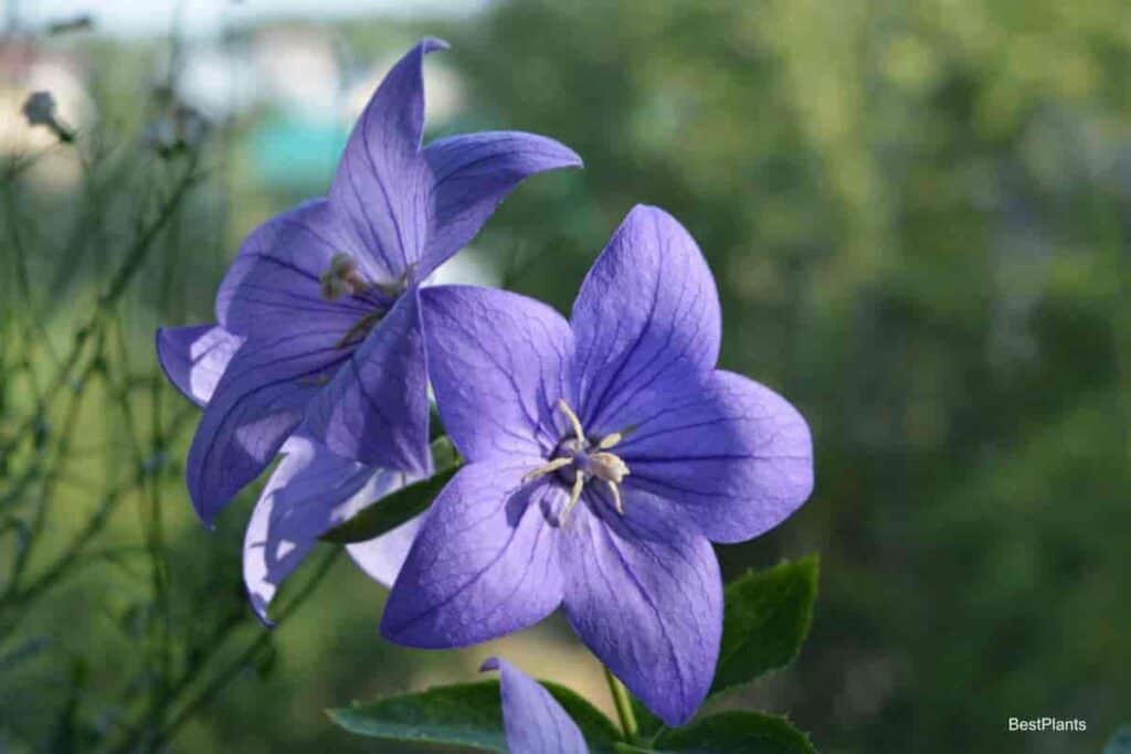 Charming Balloon Flowers