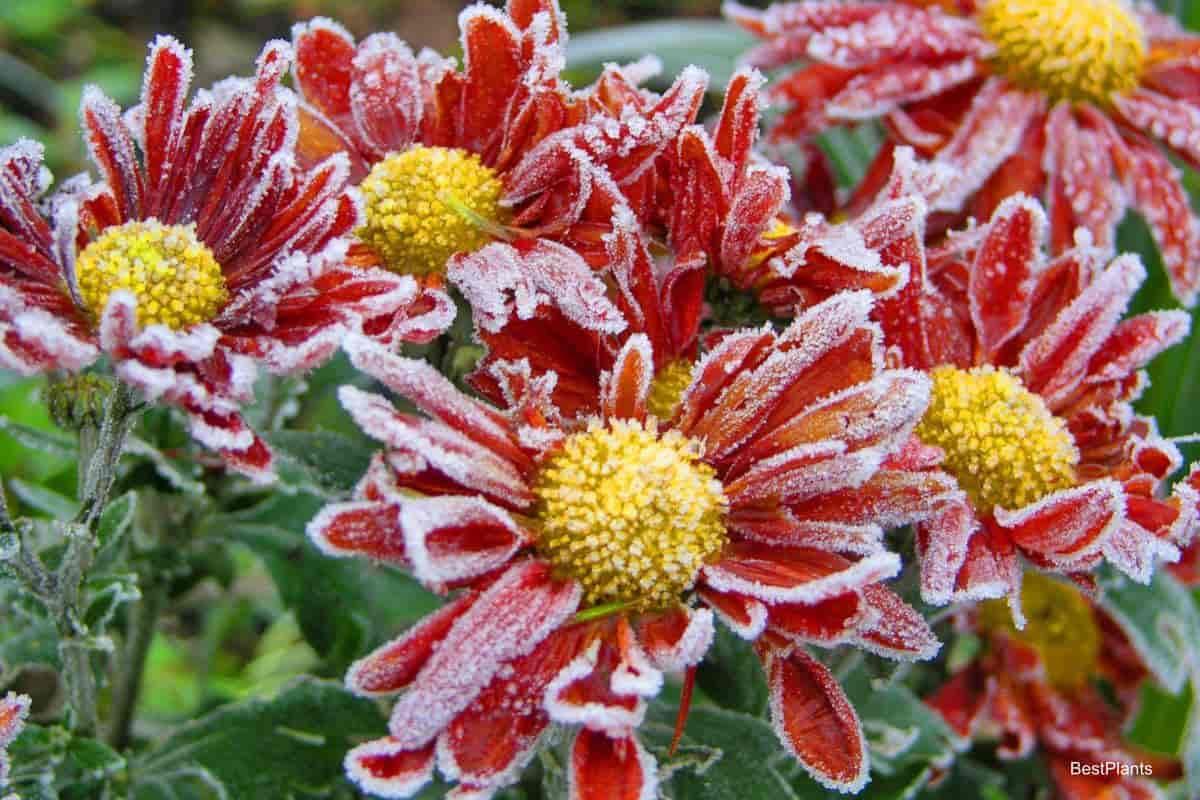 Combatting Frost Damage