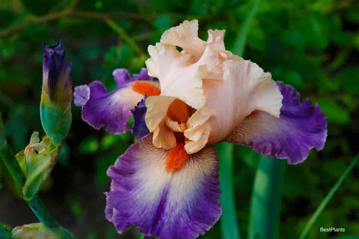 Iris flower