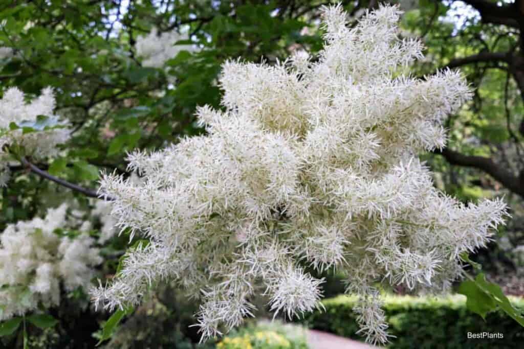 american fringetree