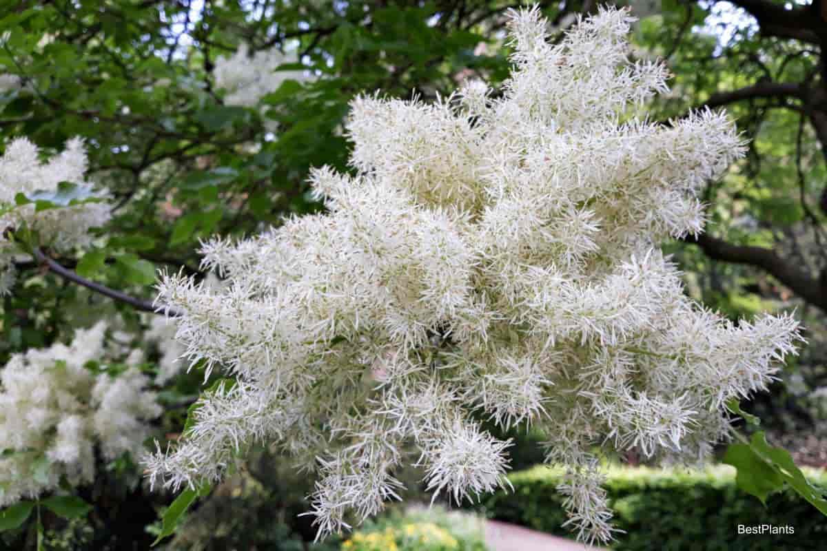 american fringetree
