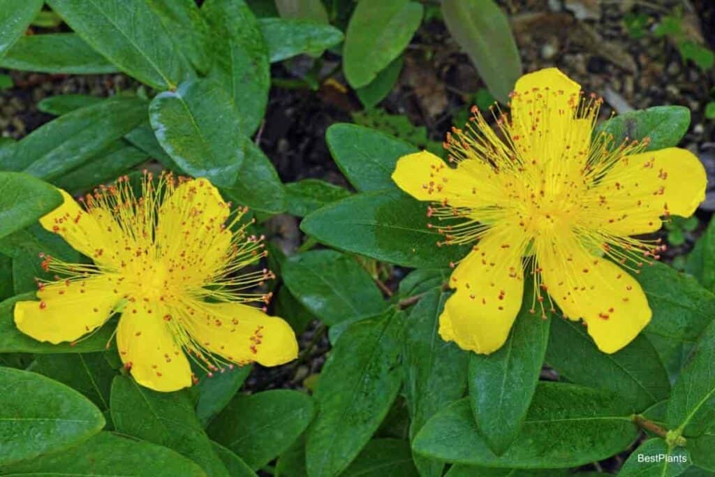 golden st johnswort
