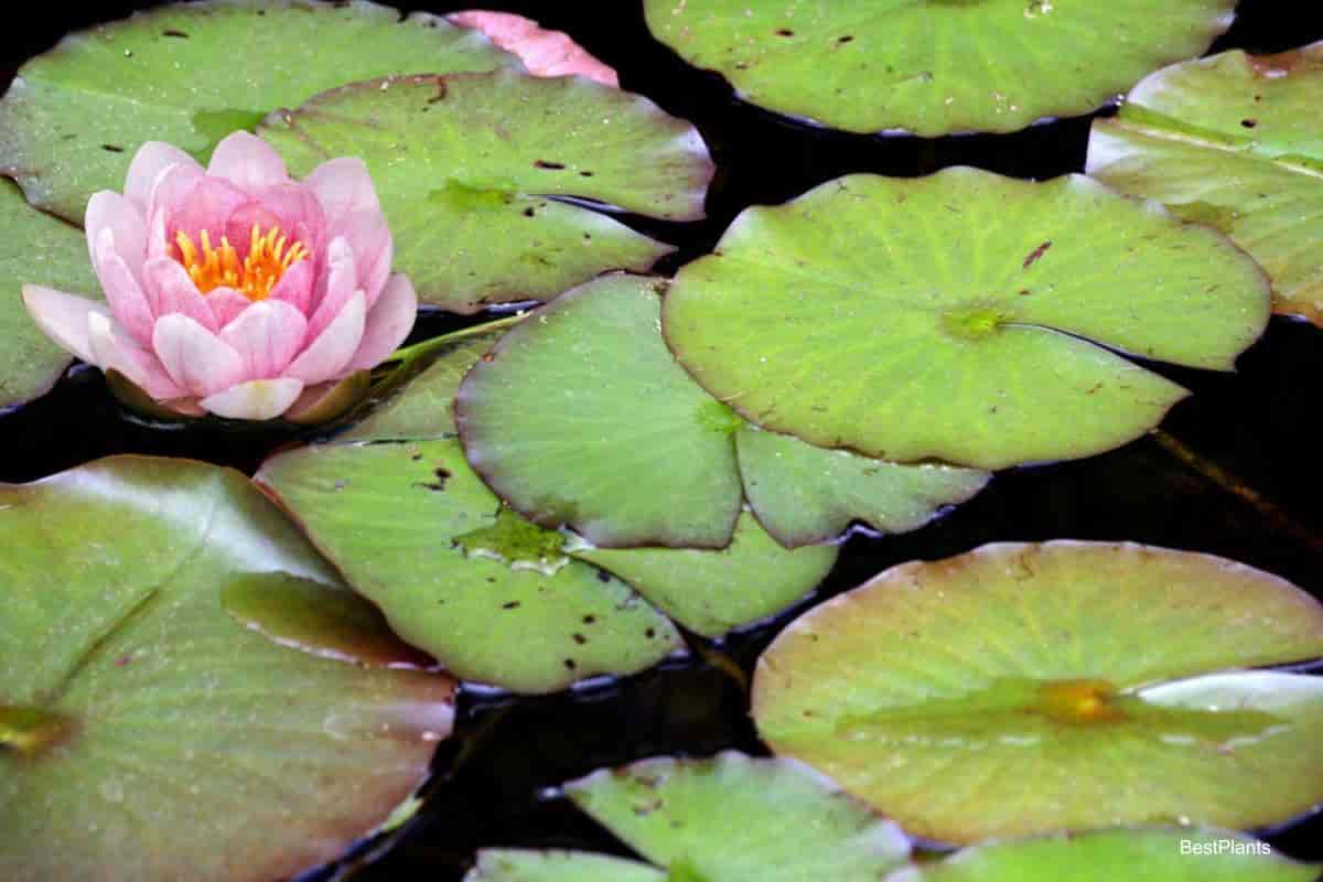 pool waterlilies