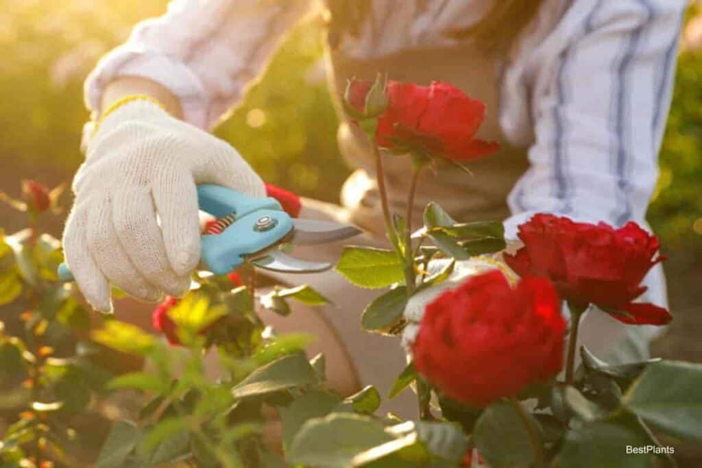 summer rose bush
