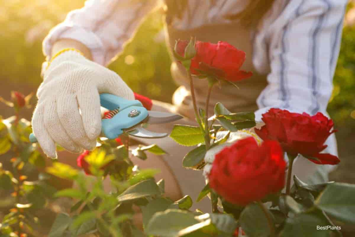 summer rose bush