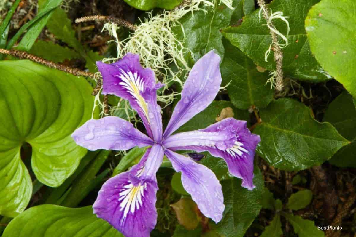 Charming Pacific Iris