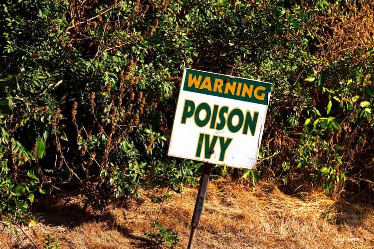 Poison Ivy
