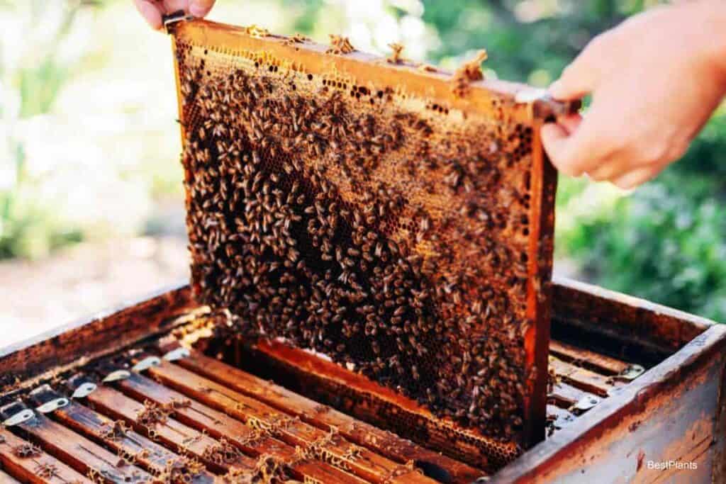 Pasture for Bees