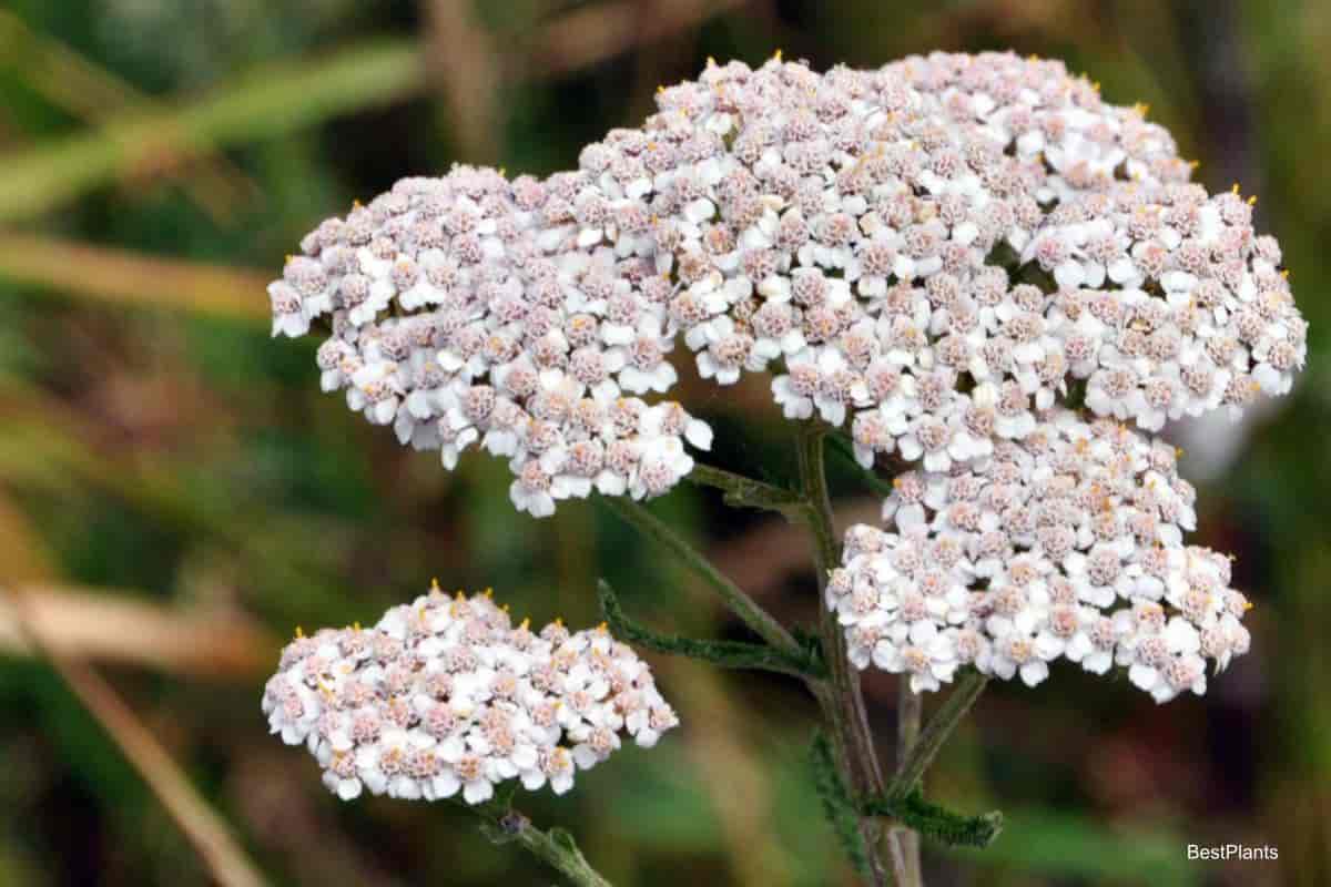 Stunning Silvery Yarrow