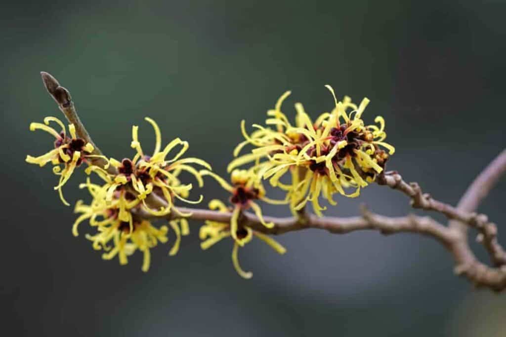 Chinese Witch Hazel