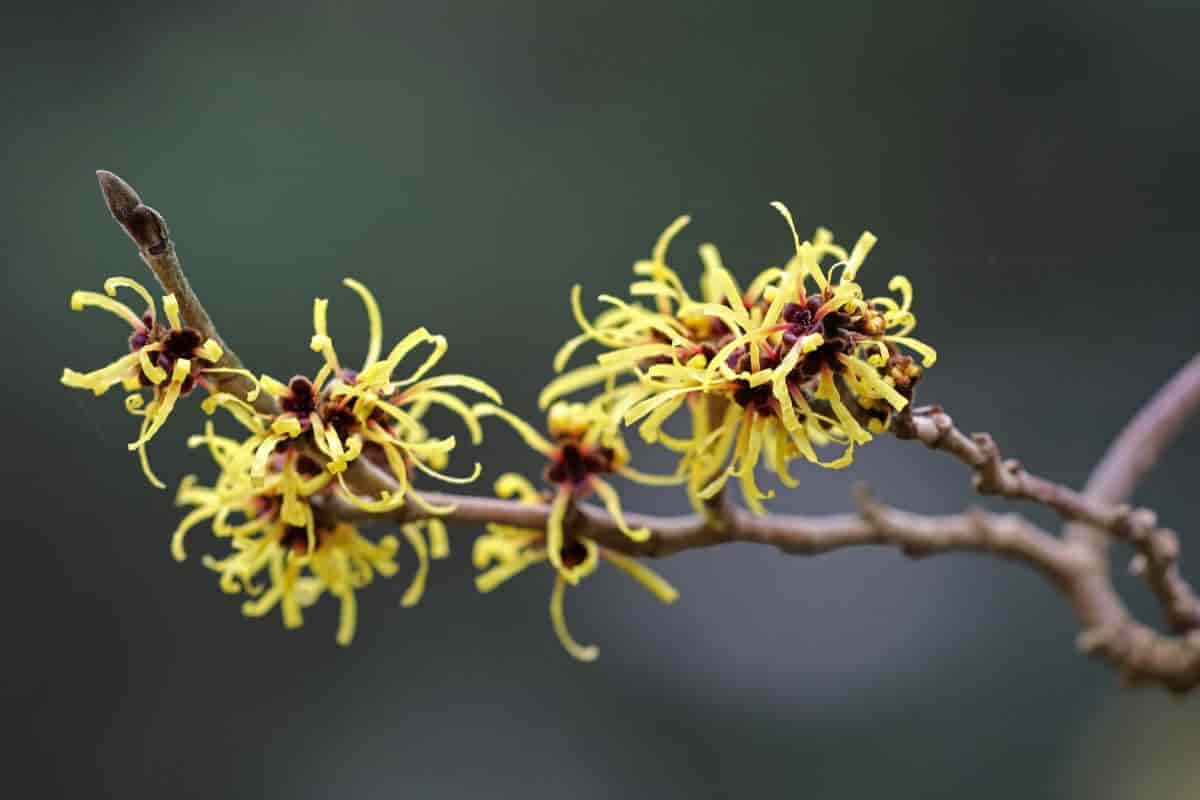 Chinese Witch Hazel