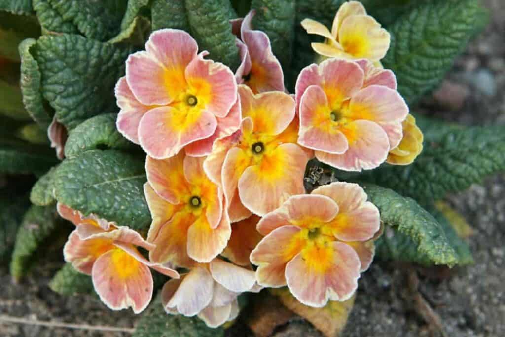 chinese primrose