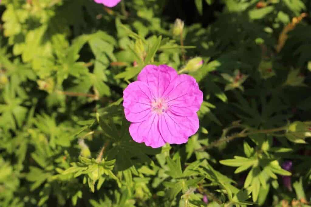 Four Perennials