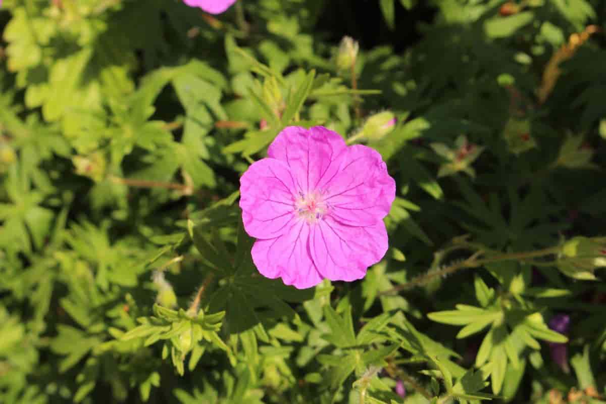 Four Perennials
