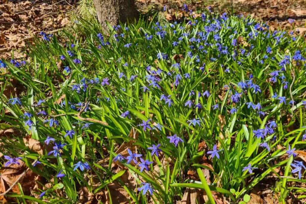 All-season Bloom