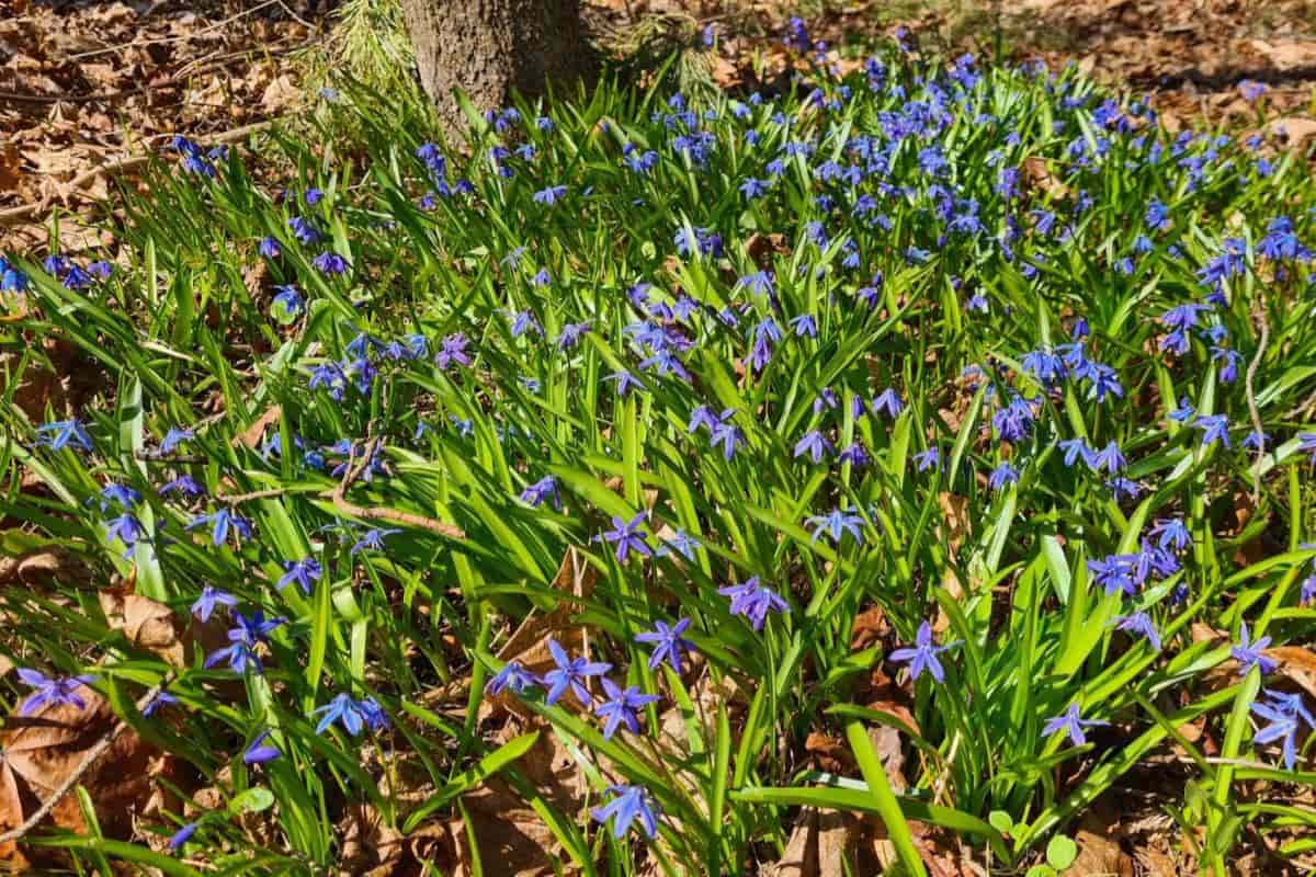 All-season Bloom