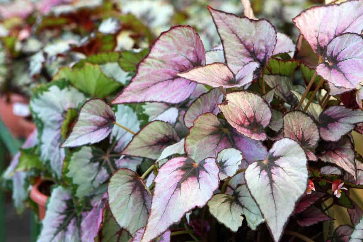 Roundup Begonia