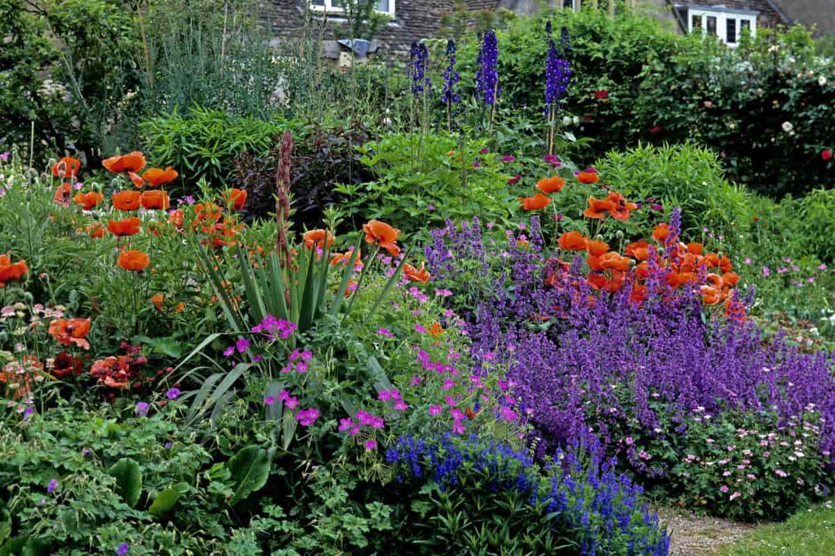 Dwarf Delphiniums