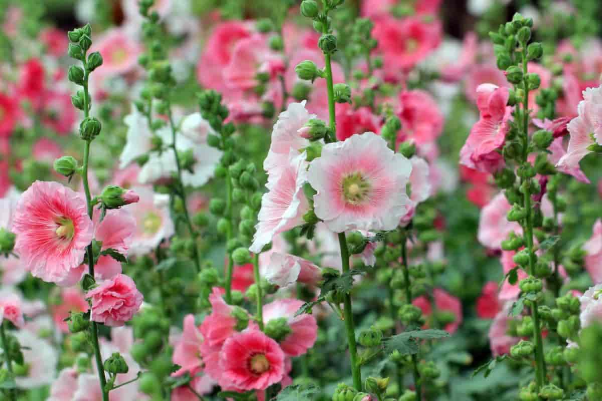 Charming Hollyhocks