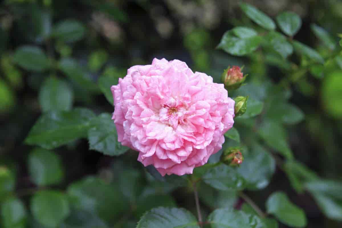 Miniature Roses