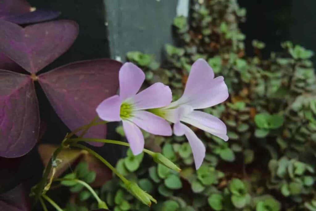 Red Oxalis