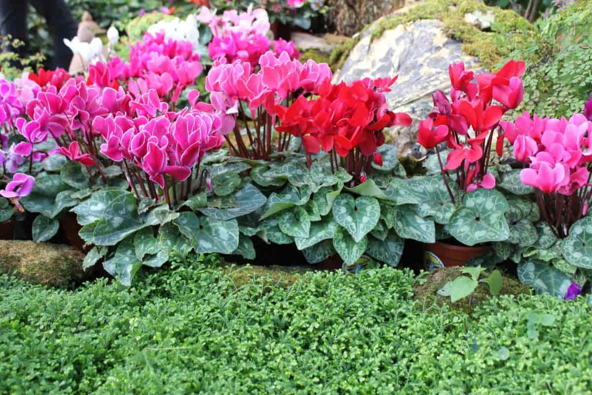 Outdoor Cyclamen
